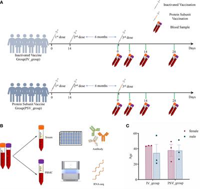 Humoral immunity and transcriptome differences of COVID-19 inactivated vacciane and protein subunit vaccine as third booster dose in human